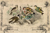 Cottage Birds - JRV Paper