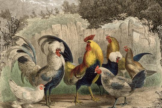 Poulette, Poulet? JRV Paper